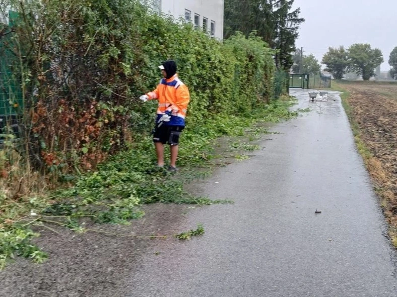 Heckenschneiden Bosa Dienstleistungen